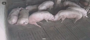 Porci de carne rasa Pic - imagine 4