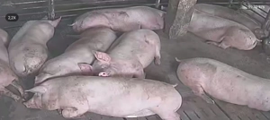 Porci de carne rasa Pic