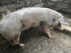 Van porci de carne - imagine 4