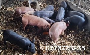 Vand purcei . - imagine 2