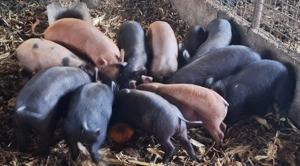 Vand purcei . - imagine 3