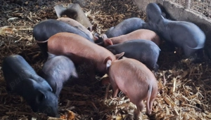 Vand purcei . - imagine 5