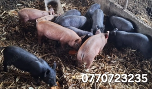 Vand purcei . - imagine 4