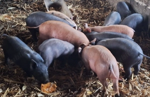 Vand purcei .   - imagine 2