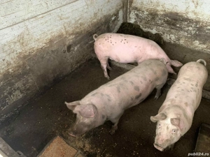 Vand purcei 60 -100kg am si transport  - imagine 4