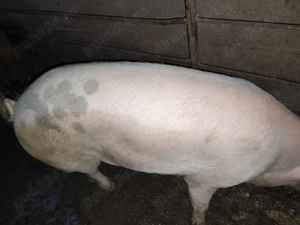 vand porci de carne cu greutatea intre 100-170 kg crescuti natural cu malai - imagine 3