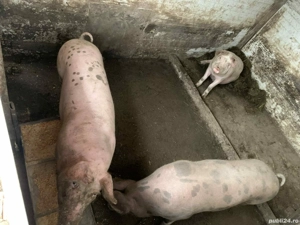 Vand purcei 60 -100kg am si transport  - imagine 3