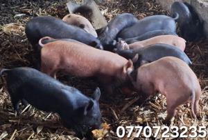 Vand purcei .   - imagine 4