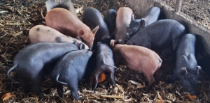 Vand purcei .   - imagine 5