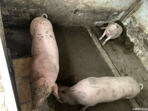 Vand purcei 60 -100kg am si transport  - imagine 2