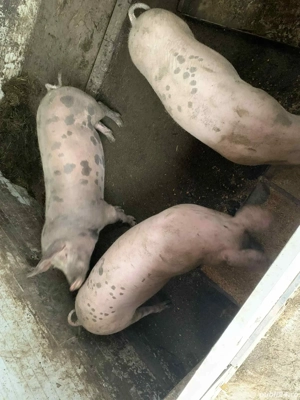 Vand purcei 60 -100kg am si transport  - imagine 5