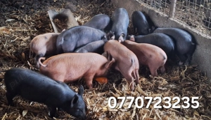 Vand purcei .   - imagine 6