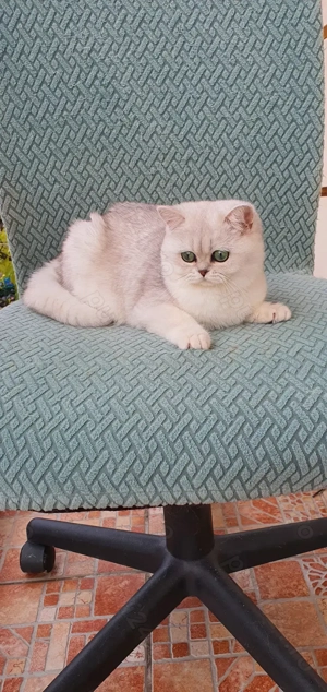 British cu pedigree!  - imagine 5