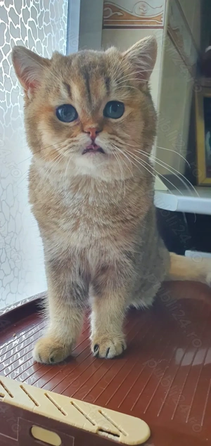 British cu pedigree!  - imagine 3