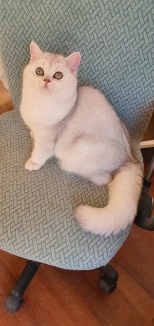 British cu pedigree!  - imagine 4