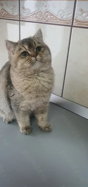 British cu pedigree!  - imagine 2