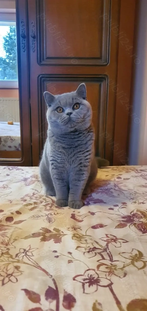 British cu pedigree! 