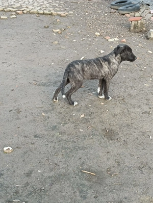 Catea Cane Corso varsta 6 luni - imagine 2