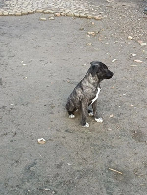 Catea Cane Corso varsta 6 luni - imagine 3