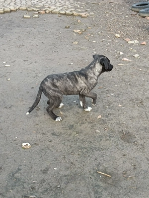 Catea Cane Corso varsta 6 luni - imagine 4