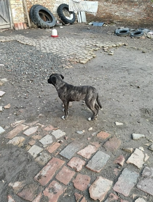 Catea Cane Corso varsta 6 luni - imagine 5