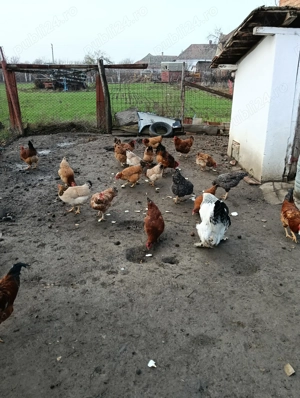 Gaini tinere outoare si puicute tinere din primavara