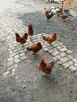 Gaini tinere outoare si puicute tinere din primavara - imagine 3