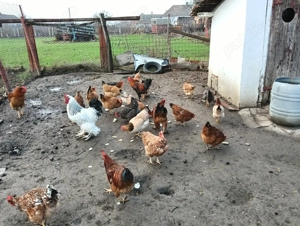 Gaini tinere outoare si puicute tinere din primavara - imagine 2