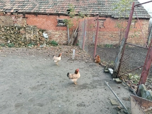 Gaini tinere outoare si puicute tinere din primavara - imagine 6