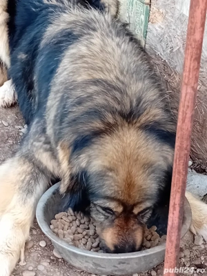 donez pui de caine ciobanesc corb cu caucazian  - imagine 2