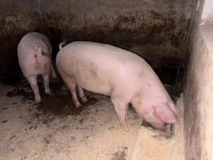 Vând porc  - imagine 2