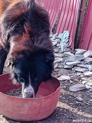 donez pui de caine ciobanesc corb cu caucazian 