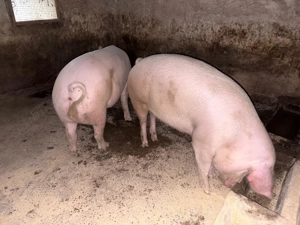 Vând porc  - imagine 3