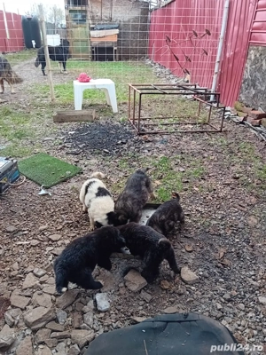 donez pui de caine ciobanesc corb cu caucazian  - imagine 4