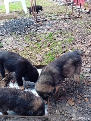 donez pui de caine ciobanesc corb cu caucazian  - imagine 5