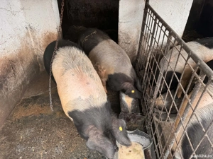 Vând porci bazna+duroc
