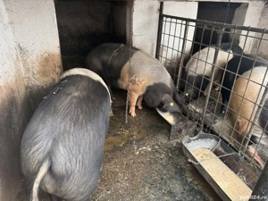 Vând porci bazna+duroc - imagine 2