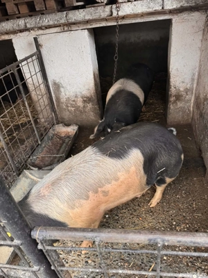 Vând porci bazna+duroc - imagine 4