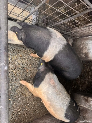 Vând porci bazna+duroc - imagine 3