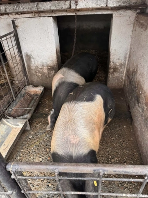 Vând porci bazna+duroc - imagine 5