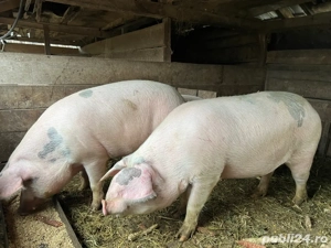 Porci crescuți natural! - imagine 2