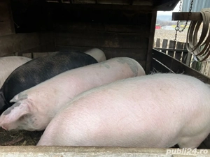 Porci crescuți natural! - imagine 3