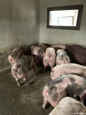 Oferta! Porci de carne rasa pietran - imagine 5