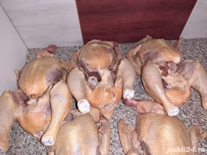 Pui albi taiati - imagine 2