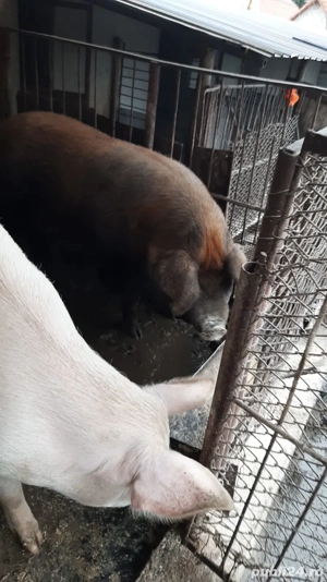 Vand porci - imagine 2