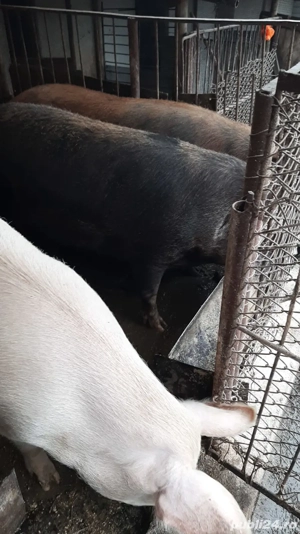 Vand porci - imagine 3