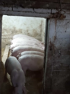 Vand purcei 12 saptamni - imagine 2