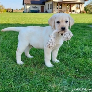 Pui Labrador retriever  - imagine 2