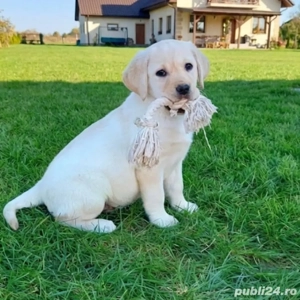 Pui Labrador retriever  - imagine 3