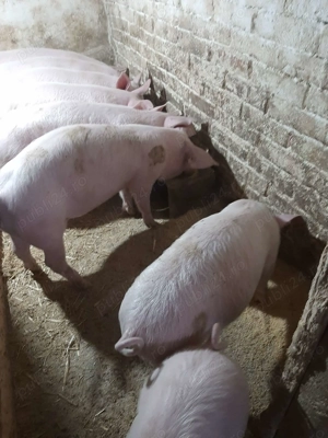 Vand purcei 12 saptamni